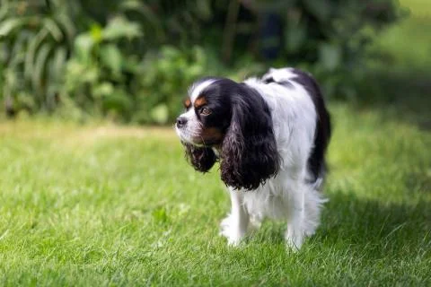 Cute dog standing on the grass Stock Photos
