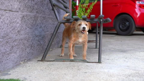 Cute dog standing under the bench, wagging tail and looking in distance Stock Footage 208908357