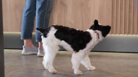 Cute dog stands under the table in the house in the kitchen and eats food from Stock Footage 250951813