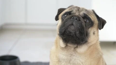 Cute dog staring at the camera hd Stock Footage 150811271