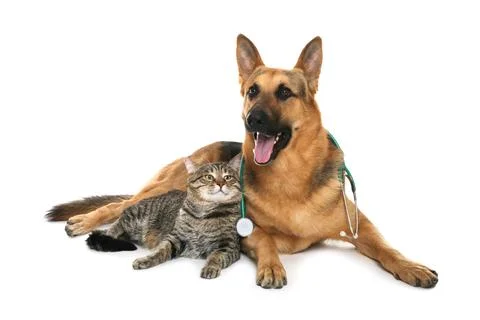 Cute dog with stethoscope as veterinarian and cat on white background Stock Photos