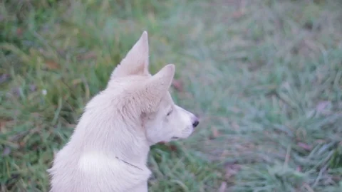 Cute dog stray playing together pack of stray dogs Stock Footage 85104875