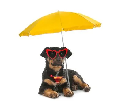 Cute dog in sunglasses with cocktail under beach umbrella on white background Stock Photos