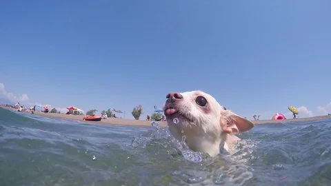 Cute Dog swiming Stock Footage 112543351