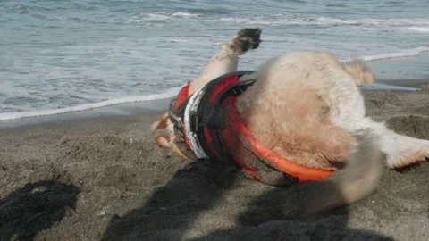 Cute dog taking a rest after long training on the beach Video stock 136559554