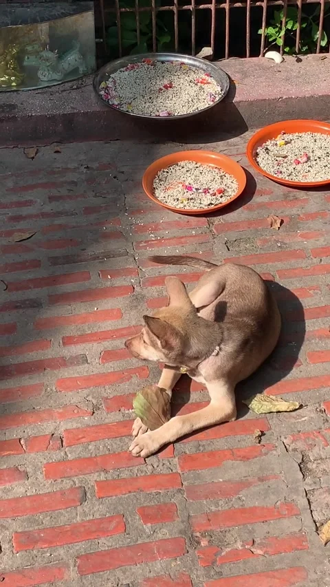 Cute dog at a temple in Phnom Penh 스톡 동영상 341126375