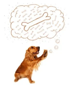 Cute dog with thought bubble thinking about a bone Stock Photos