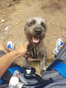 Cute dog on the trail Stock Photos