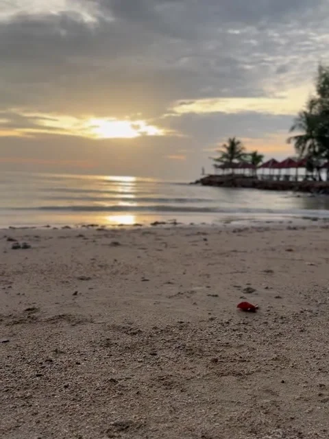 Cute Dog at Tropical Beach at Sunset Video stock 340871050