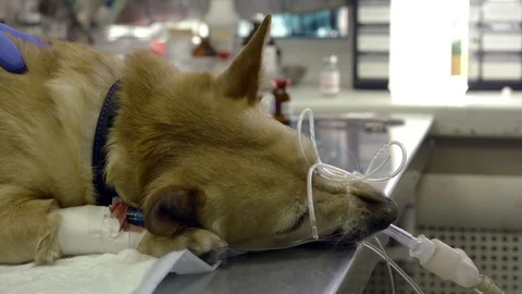 Cute dog under anesthesia influence lying on a table, vet preparing dog for an Stock Footage 107722465