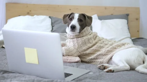 Cute Dog Using Laptop While Resting On Bed In Cozy Knitted Sweater Stockbeeldmateriaal 100141515