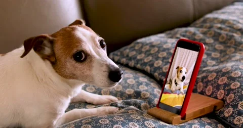 Cute dog using smartphone, mobile phone Video stock 132175785