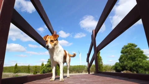Cute dog wags its tail on wooden bridge, cinematic slider movements in sunny day Stock Footage 172269860