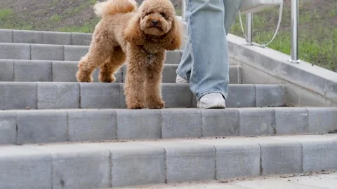 A Cute Dog Walking Down Stairs with Its Owner Holding a Leash in a Friendly Stock Footage 319072558