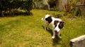 Cute Dog Walking in Green Grass on the Lawn. Beautiful Sunny Day. HD Footage