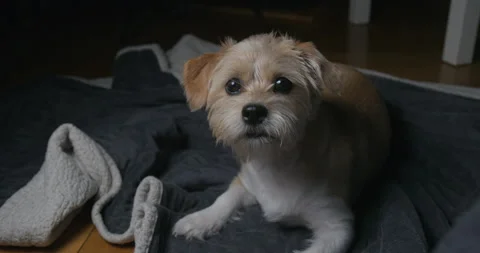 Cute dog watching camera and moving head like wondering Stock Footage 137924385