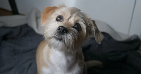 Cute dog watching camera and moving head like wondering Video stock 137924402