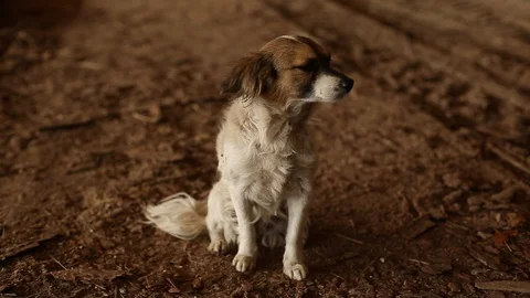 Cute dog watching Stock Footage 129085182