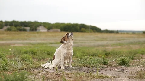 Cute dog watching Stock Footage 129085979
