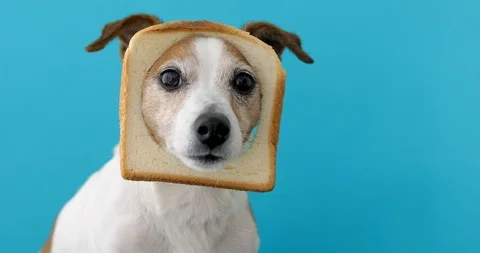 Cute dog wearing slice bread in head Stock-Footage 111388051