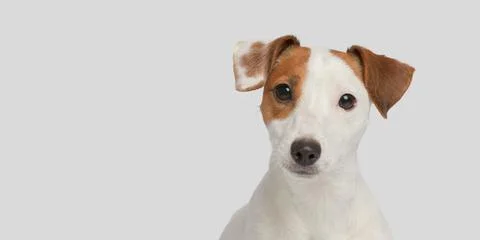 Cute dog on a white background. Close-up portrait of a small dog Stock Photos