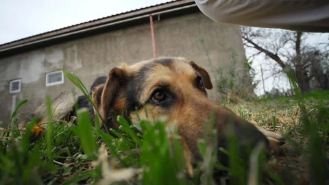 Cute dog wide filmed while he rest on the autumn grass near the human leg Stock Footage 160500100
