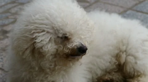 Cute Dog On Wind Stock Footage 48217433