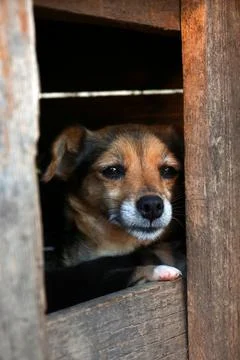 Cute dog in wooden kennel outdoors, closeup Stock Photos