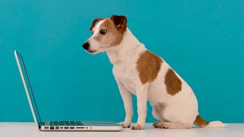 Cute dog works at computer looking at the screen Stock Footage 126370590