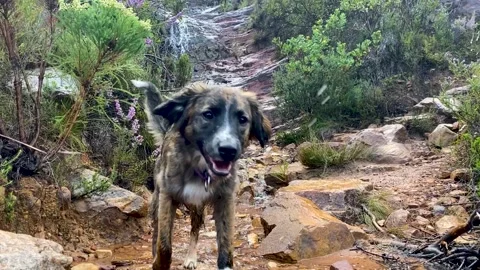 Cute doge running past a small mountain waterfall 스톡 동영상 170140741