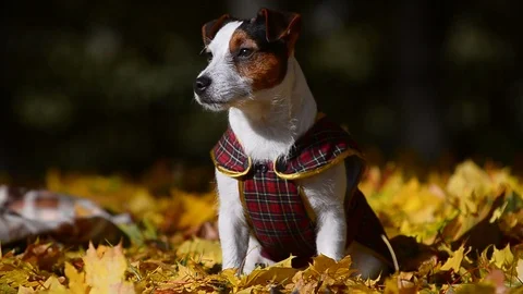 Cute doggy in jacket Stock Footage 99782960