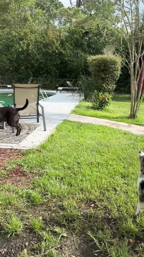 Cute Dogs Chase Backyard Butterfly, Starke, Florida, USA - 03 Sep 2026 Stock Footage 344599803