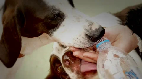 Cute dogs drink water Stock Footage 47400136