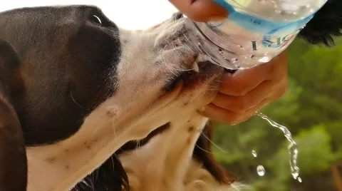 Cute dogs drinking water Stock Footage 47897427