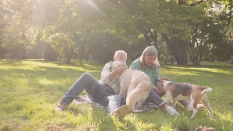 Cute dogs feeling happy while spending time with owners at the street. Happy Stock Footage 166442250