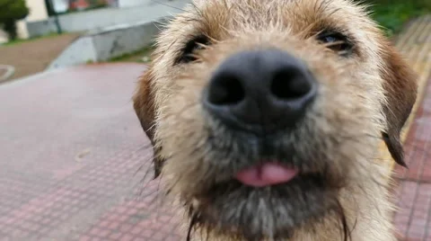 Cute dogs following the camera Stock Footage 48403954