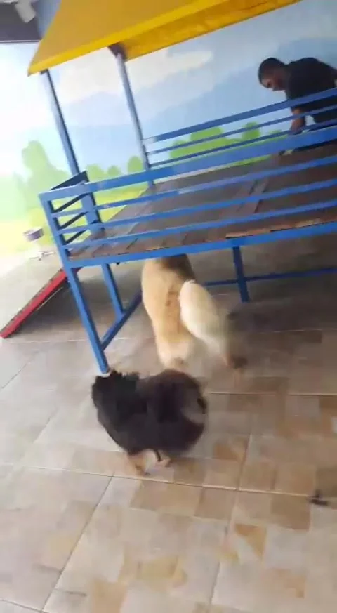 Cute Dogs Video stock 302839755