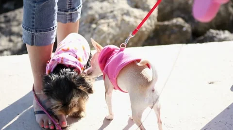 Cute Dogs Meet Up Stock Footage 8761426