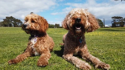 Cute dogs in the park 库存影片 116511075