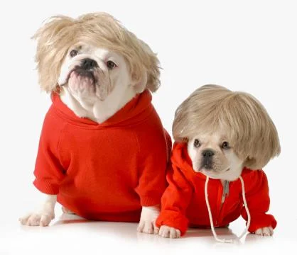 Cute dogs Stock Photos