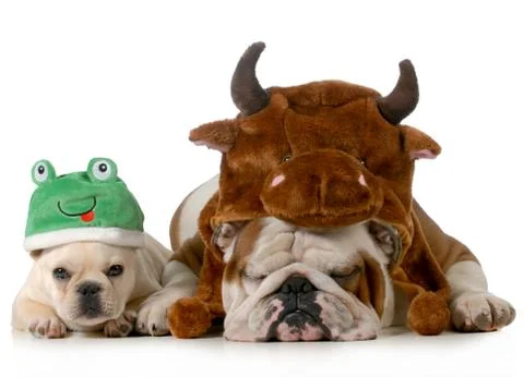 Cute dogs Stock Photos