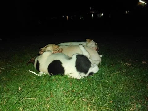 Cute dogs Foto stock