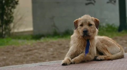 Cute dogs rest Stock Footage 47264769