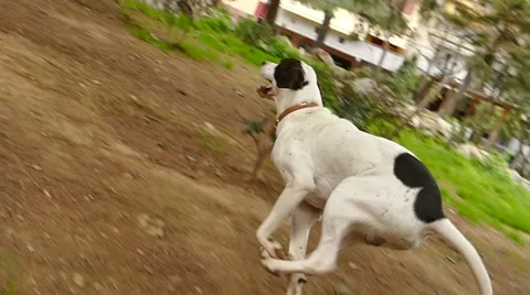 Cute dogs run Stock Footage 46466791