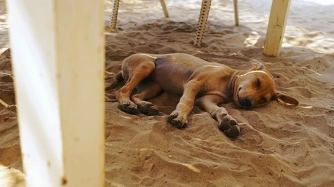 Cute dogs sleeping and sitting on sand under table beach cafe close up Stock Footage 89554328