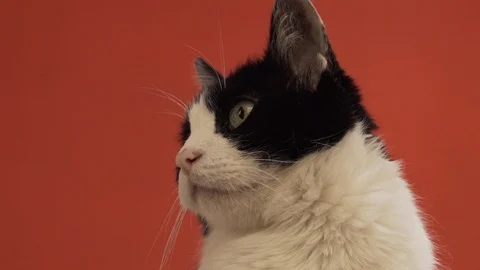 Cute domestic cat close up Stock Footage