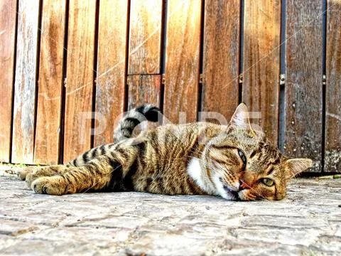 Cute Domestic Cat Closeup View Lying Relaxing on the Floor Heated from the Sun Stock Photos