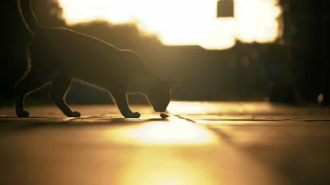 Cute domestic cat silhouette smelling food with sunlight beams in the background Stock Footage