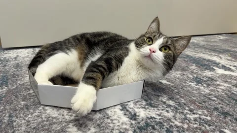 A cute domestic cat sits inside a cardboard box in a living room Video stock 331567606