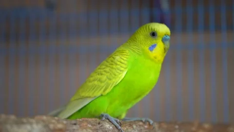 Cute domestic pet bird, parrot close-up Stock Video Pond5